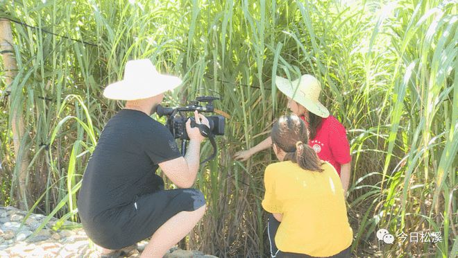 福建教育電視臺《鄉約科普》欄目組走進松溪，捕捉科技興農新畫卷